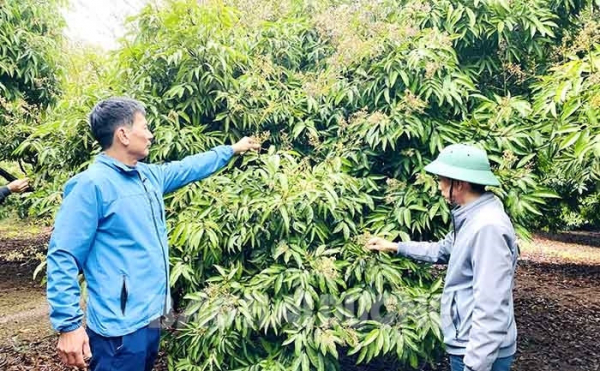Thường trực HĐND huyện Ninh Giang dự kiến tái giám sát việc thực hiện kế hoạch chuyển đổi cơ cấu cây trồng trên đất lúa giai đoạn 2018 - 2020  - ẢNH THÀNH ĐẠT